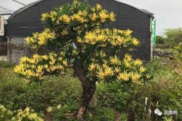 为什么罗汉松盆景黄芽 还冒红芽