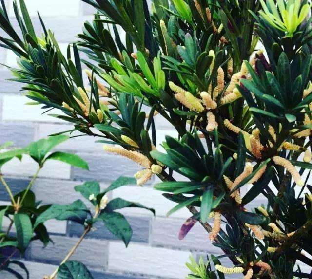 为什么罗汉松盆景浇水时要控制水量