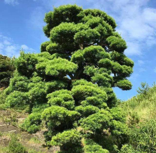 为什么罗汉松盆景浇水时要控制水量