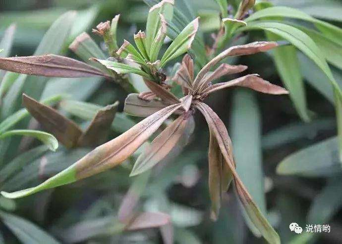 是什么原因导致罗汉松盆景叶片发黑