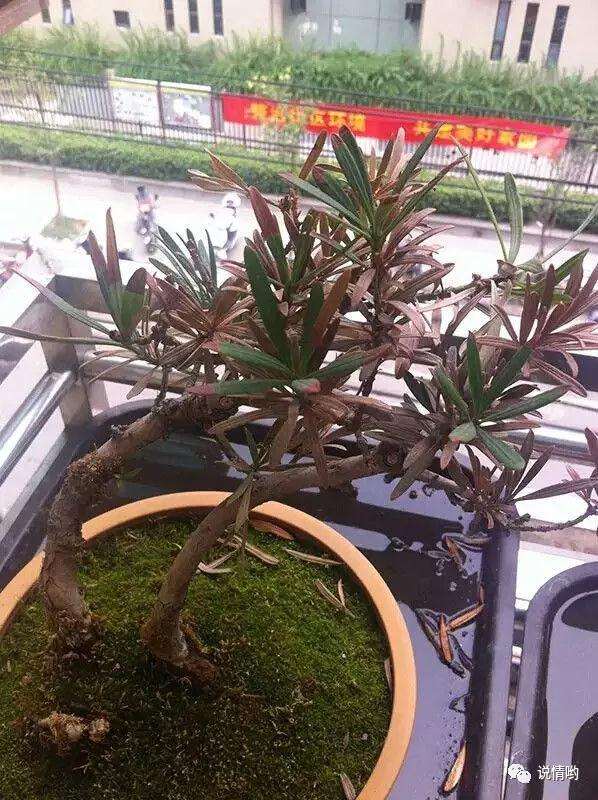 是什么原因导致罗汉松盆景叶片发黑