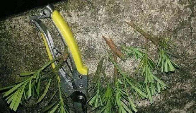 罗汉松盆景怎么造型