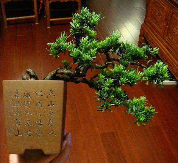 罗汉松盆景怎么蟠扎修剪的方法