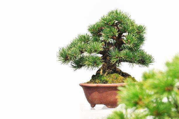 罗汉松盆景怎么蟠扎修剪的方法