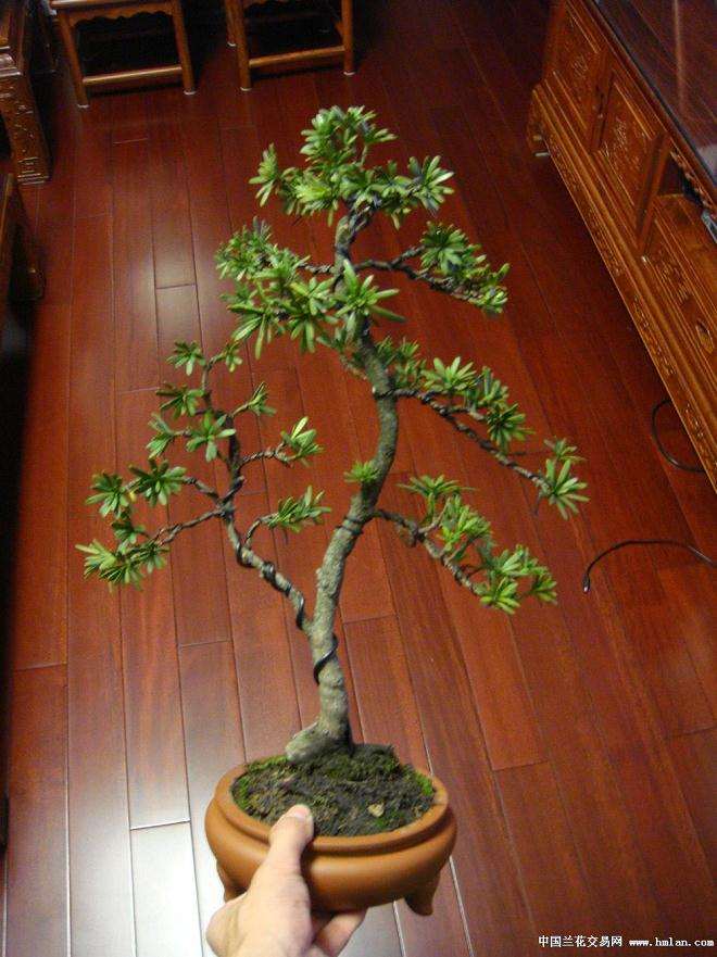 为什么罗汉松盆景扦插繁殖用素沙