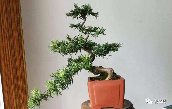 罗汉松盆景出现黄叶怎么回事