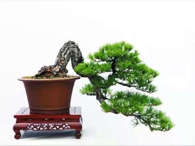 罗汉松盆景碰到叶子干尖怎么办