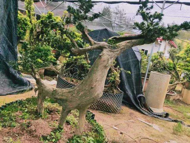 一盆罗汉松盆景卖一万零八百