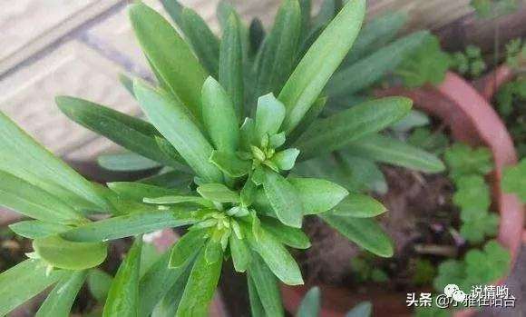 怎么扦插罗汉松盆景枝条成活率