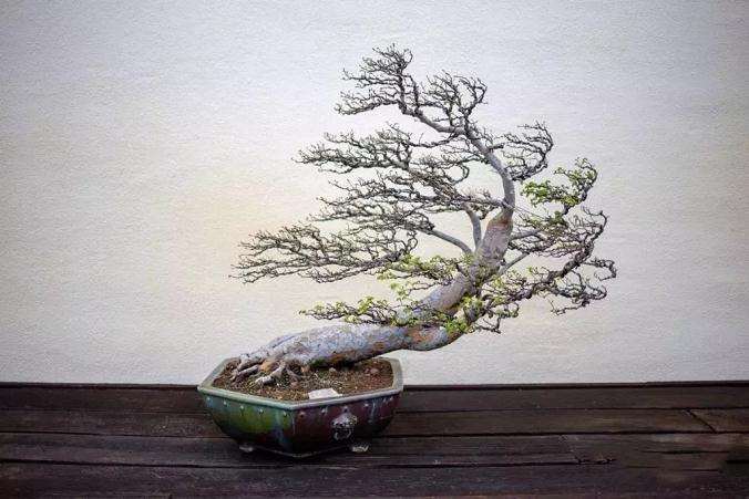 盆景怎么浇水让土壤保持湿润的方法