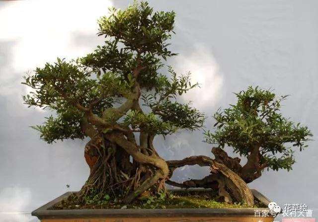 盆景怎么嫁接修剪来矮化的方法