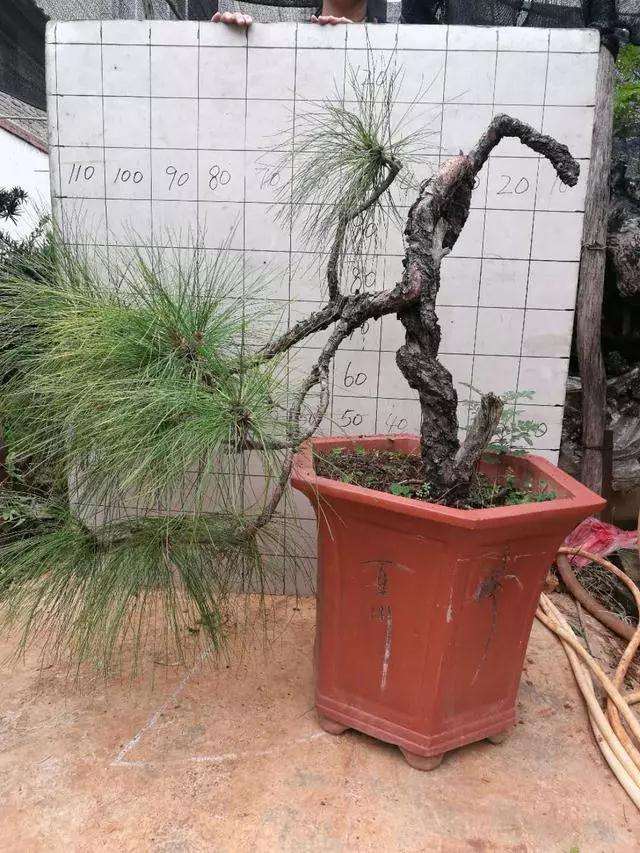 松树桩材盆景怎么逼芽缩枝的设计图