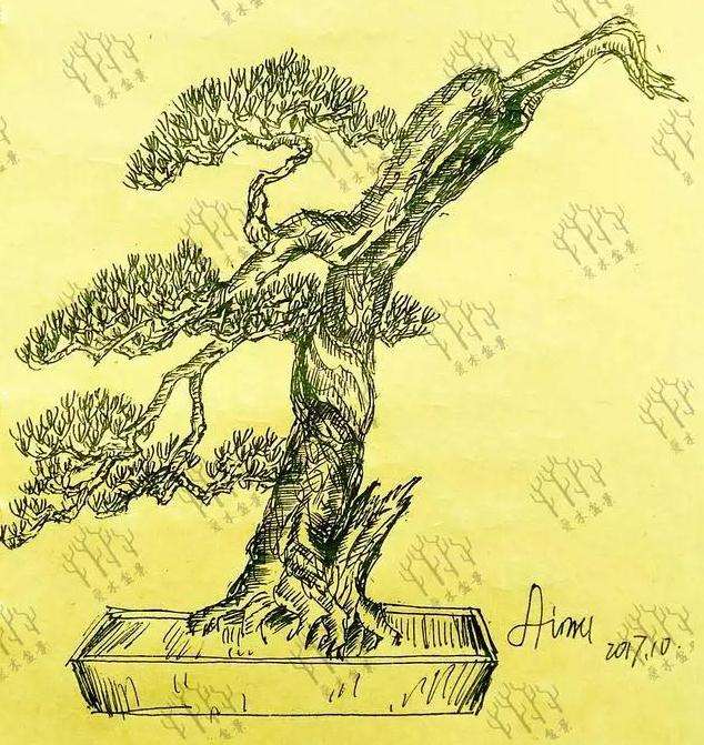 松树桩材盆景怎么逼芽缩枝的设计图