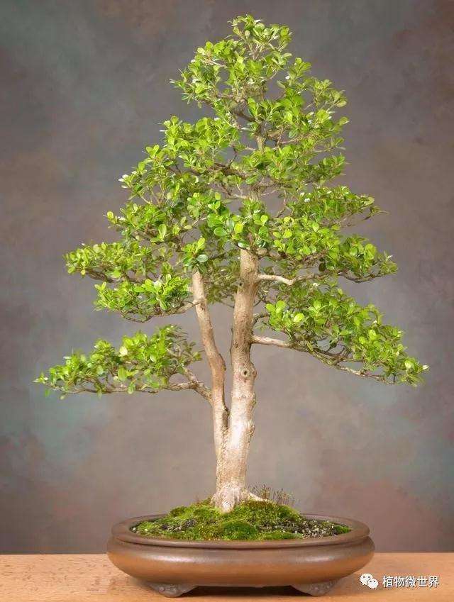 盆景黄杨枝条怎么养护的方法