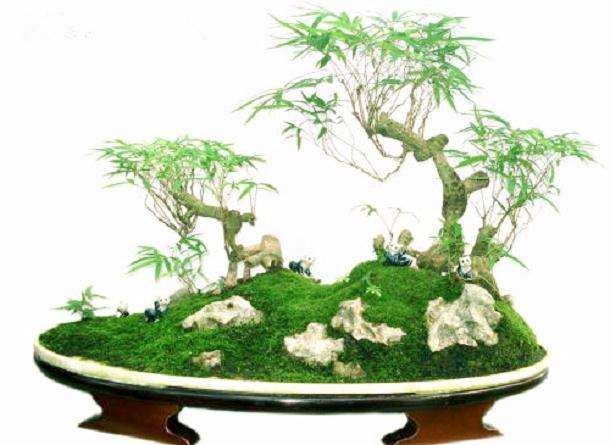 佛肚竹盆景怎么施肥修剪的方法