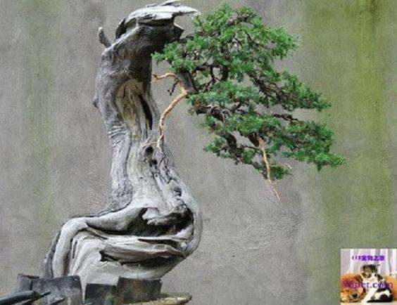 刺柏盆景怎么上盆养护的方法 图片