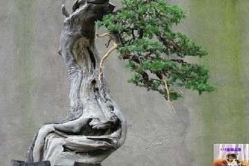 刺柏盆景怎么上盆养护的方法 图片