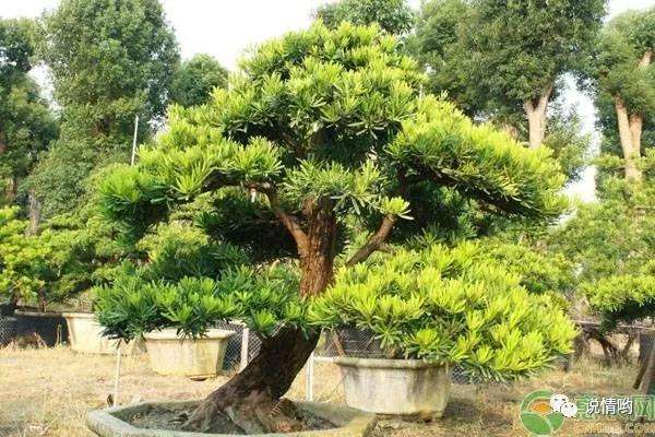 罗汉松盆景摆放在家里的风水作用