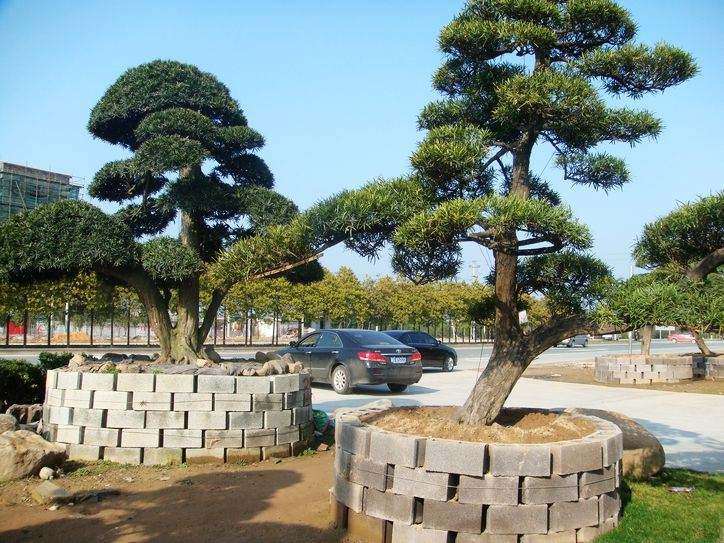 如何浇水养护罗汉松盆景的方法