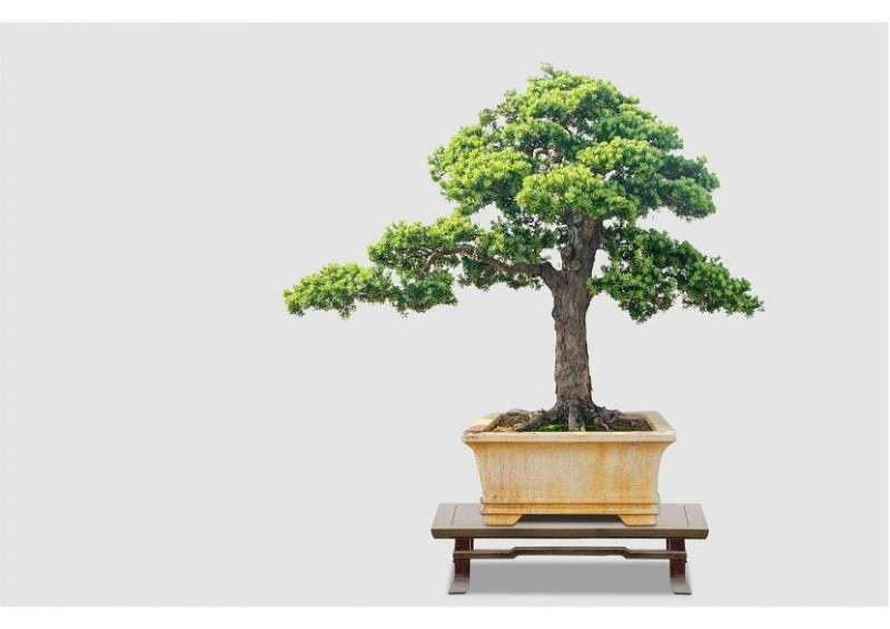 如何浇水养护罗汉松盆景的方法