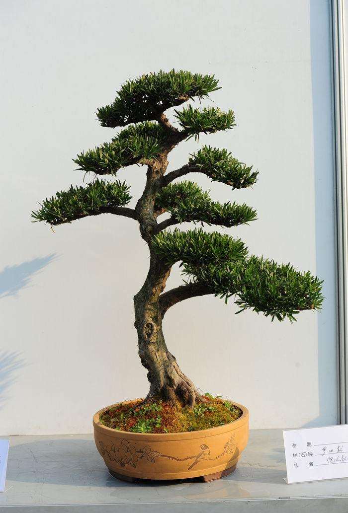 老桩罗汉松盆景怎么换盆的方法