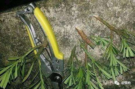 罗汉松怎么扦插养成老桩盆景的方法