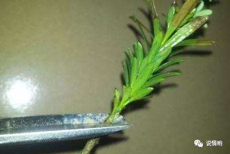 罗汉松怎么扦插养成老桩盆景的方法