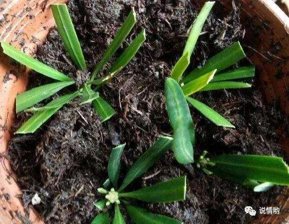 罗汉松怎么扦插养成老桩盆景的方法