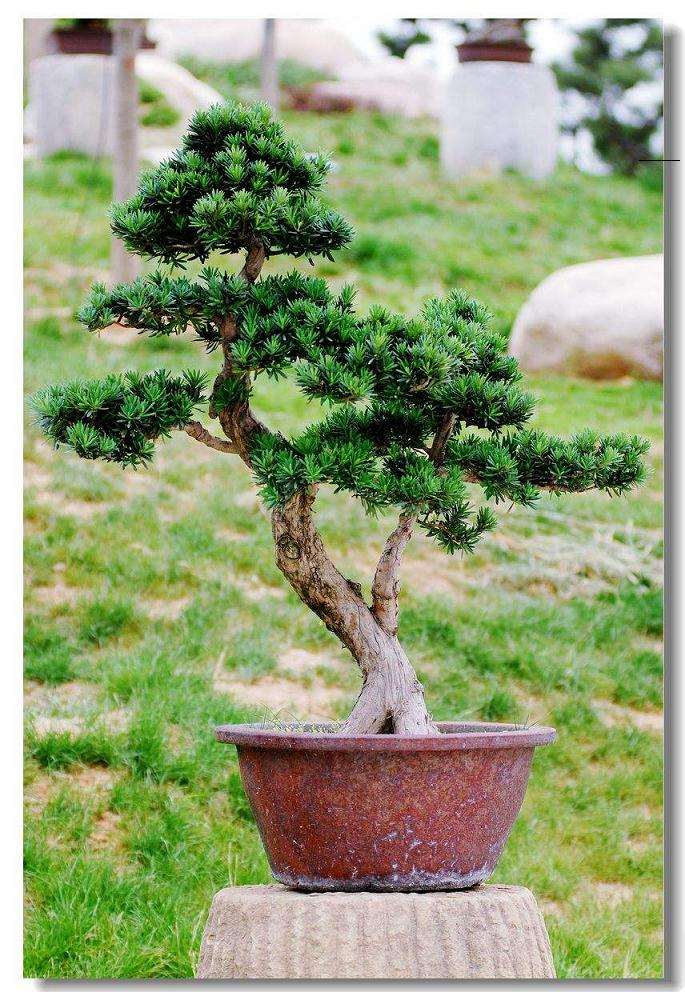 扦插罗汉松盆景用什么土壤最好