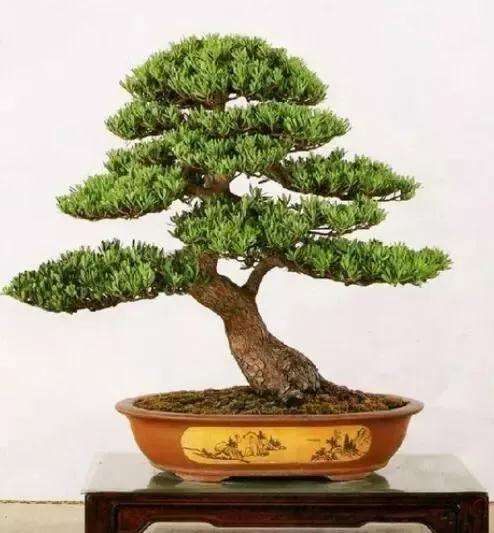 罗汉松盆景用什么土壤养护最好