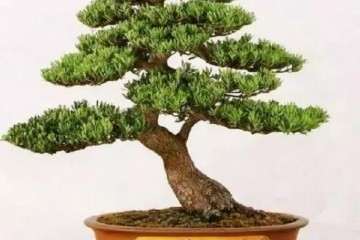 罗汉松盆景用什么土壤养护最好