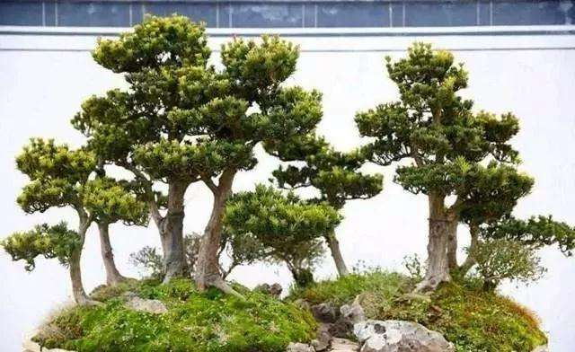 罗汉松盆景用什么土壤种最好