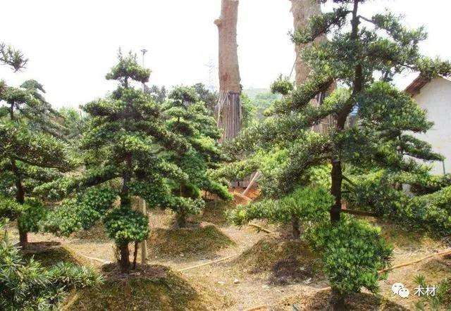 罗汉松盆景怎么移栽成活率更好