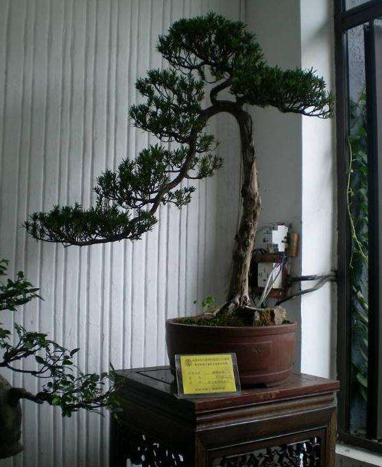 罗汉松盆景生长习性应用中存在的问题