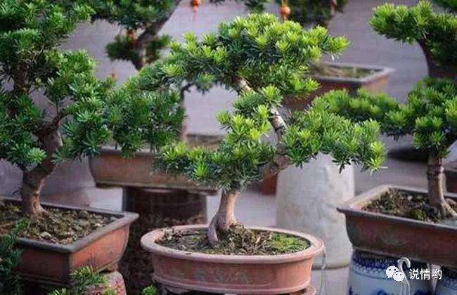 盆景罗汉松造型怎么雕饰与脱衣换锦