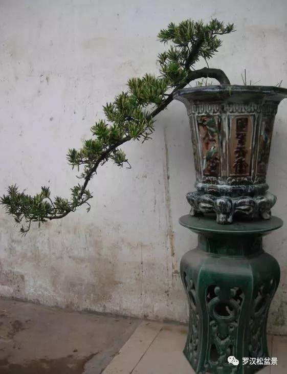 罗汉松盆景的最好修剪时间与方法