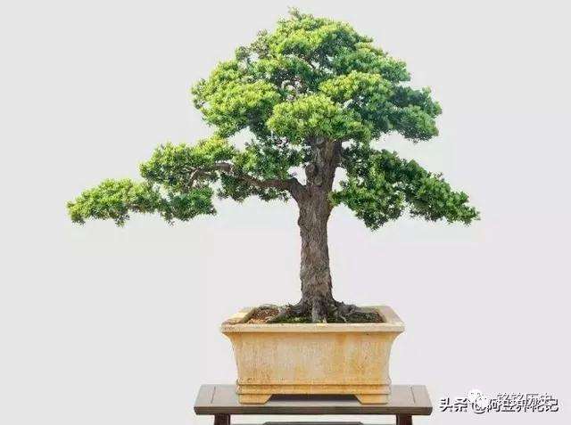 罗汉松盆景土壤怎么浇水的方法