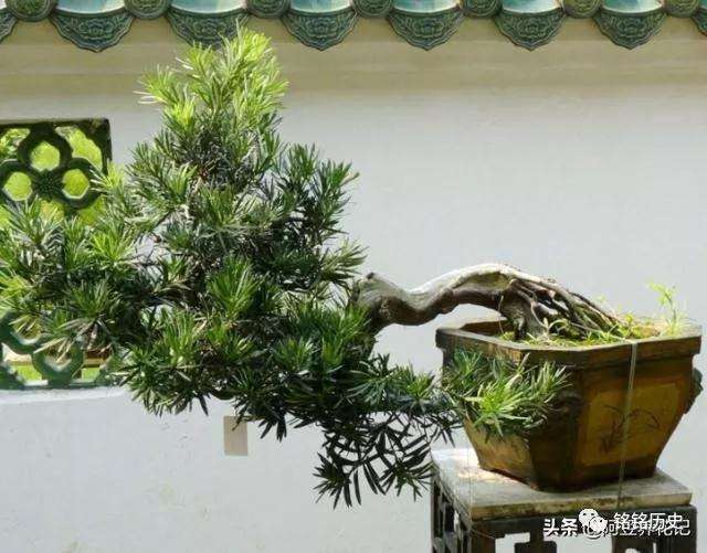 罗汉松盆景土壤怎么浇水的方法