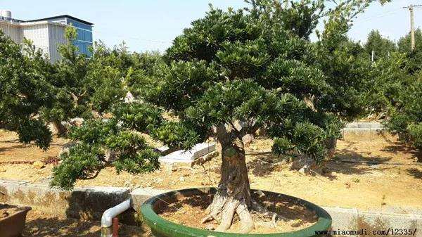 罗汉松盆景怎么浇水施肥的技巧