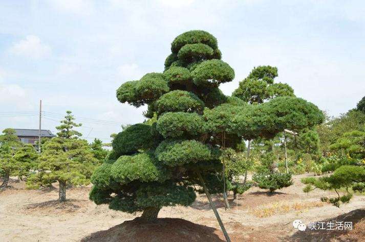 盗挖罗汉松盆景