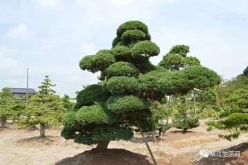 盗挖罗汉松盆景 被判刑8个月