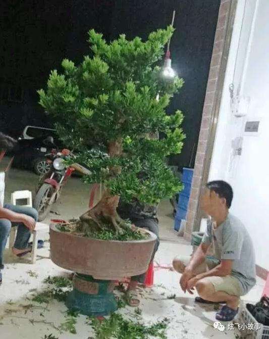 罗汉松盆景怎么修剪造型的过程