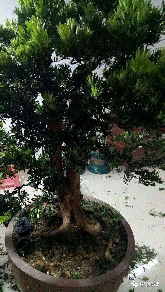 罗汉松盆景怎么修剪造型的过程