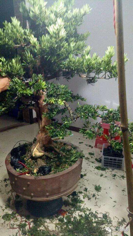 罗汉松盆景怎么修剪造型的过程