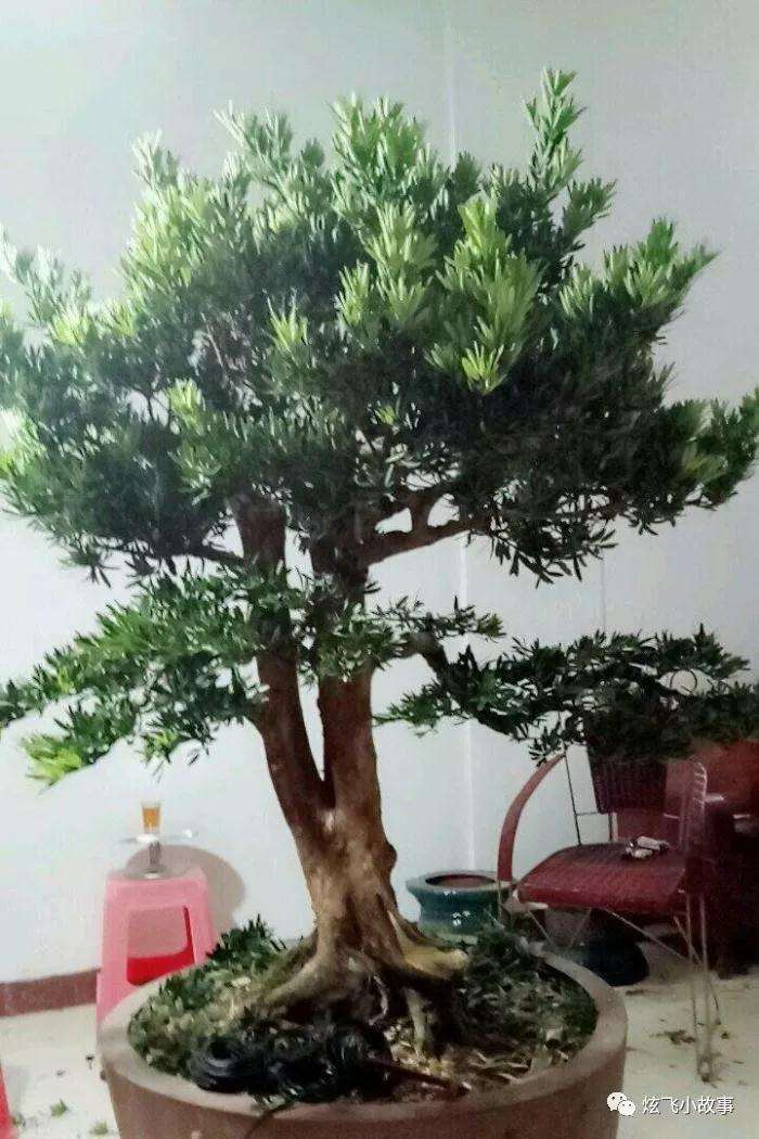 罗汉松盆景怎么修剪造型的过程