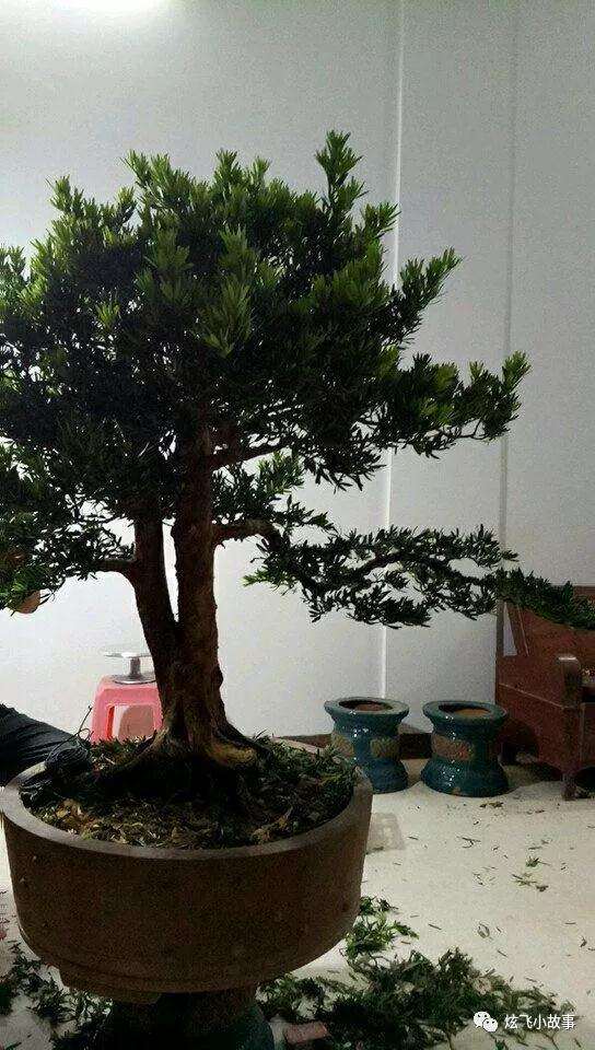 罗汉松盆景怎么修剪造型的过程