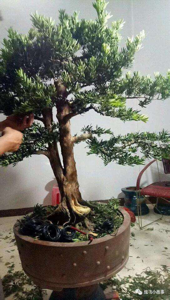 罗汉松盆景怎么修剪造型的过程