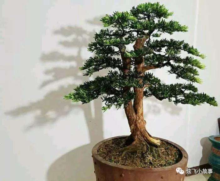 罗汉松盆景怎么修剪造型的过程