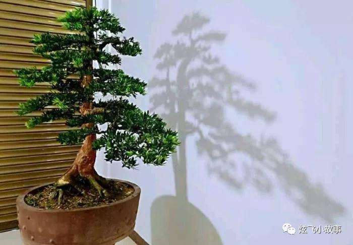 罗汉松盆景怎么修剪造型的过程