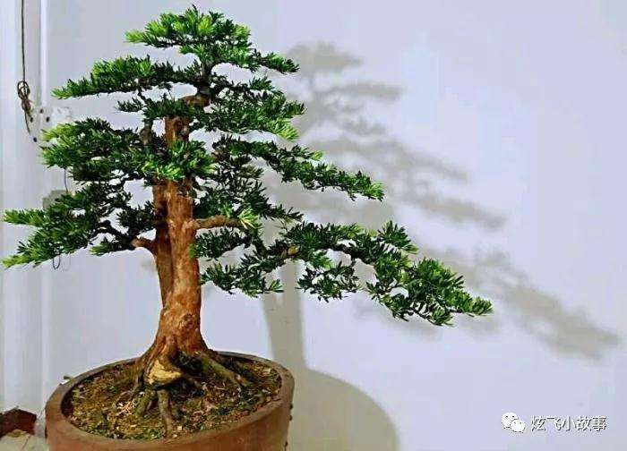 罗汉松盆景怎么修剪造型的过程